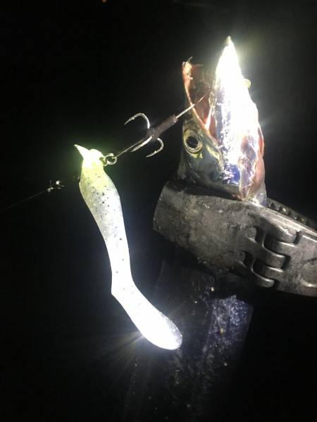 タチウオのライズを体験!