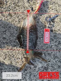 アオリ釣れました。