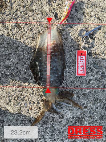 アオリ釣れました。