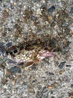 今日も今日とてロックフィッシュ