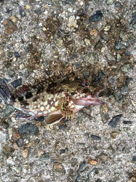 今日も今日とてロックフィッシュ