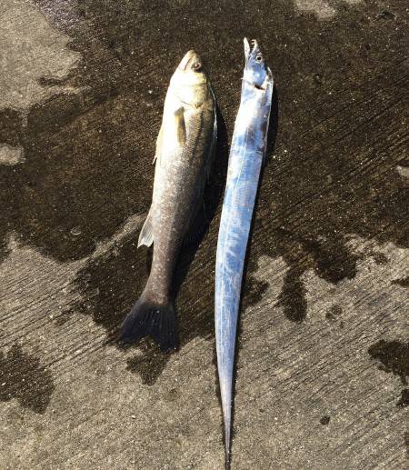 春太刀指4本半‼︎