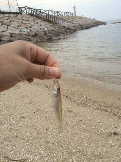 平日キッシング