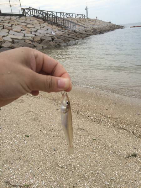 平日キッシング