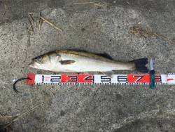 続:宮津マゴチ祭り