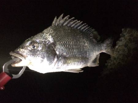 アジングの筈が…