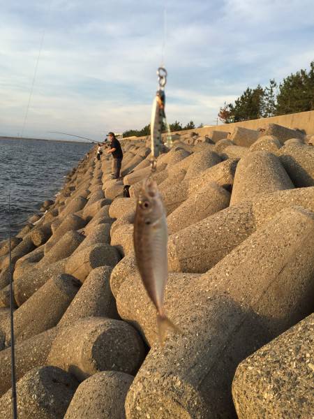 ブリフィーバー終