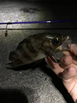 アジを探しに行ったけど