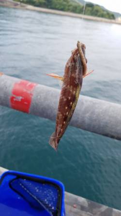 安定の豆アジ(笑) 五目釣り！！