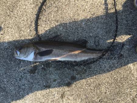 仕事終わりにシーバス