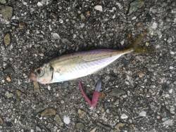 豆アジに挑戦！