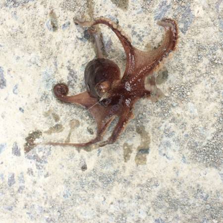 今日もホゲ回避´д` ;