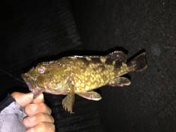 ガシラ、タケノコ、絶好調