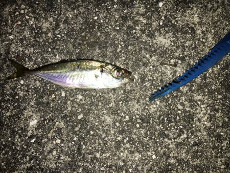 豆アジ 豆サバが遊んでくれた〜