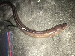 曇り時々雨の中のちょい投げ