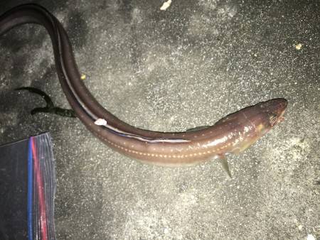 曇り時々雨の中のちょい投げ