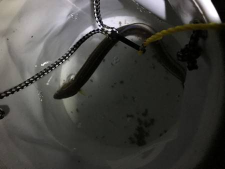 アナゴ1匹、アジ入れ食い