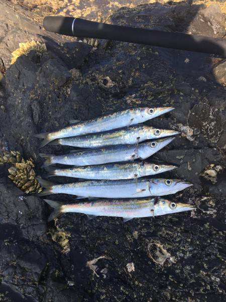 久しぶりのショアジギング