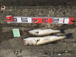 宮津:マゴチ・シーバス好調