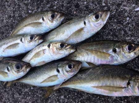 絶好調♪アジゲーム！