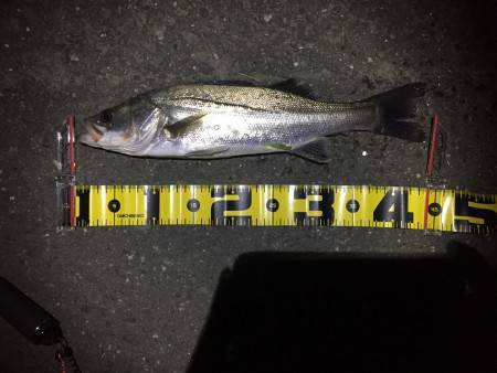 久しぶりの釣り