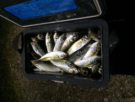 アジ釣り㉓