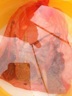 オクトパッシング