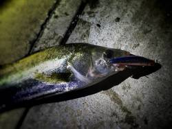 好調、河川シーバス