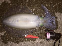 エギング5回目にして初キロオーバー