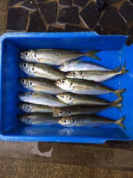 アジ釣り㉘