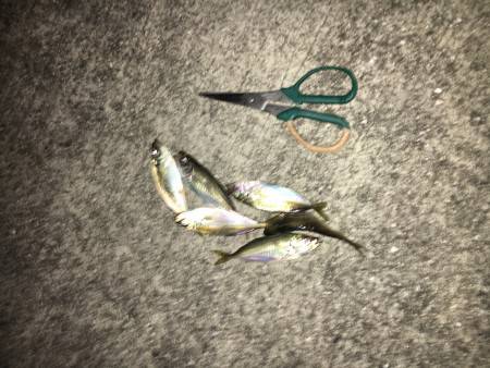 アジングはイイね