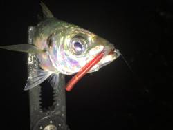 爆風アジング２日目