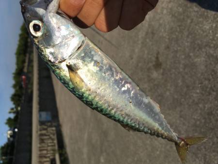 アジ、サバ、釣れまくり（笑）