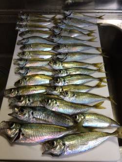アジ釣り㉙