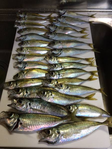 アジ釣り㉙