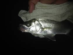 セイゴリベンジ成功！