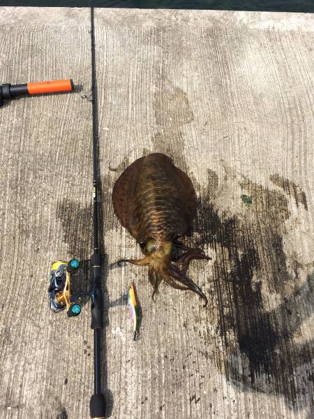 今日も朝練習！