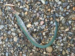 ひさびさシーバスGET