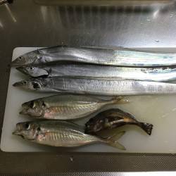 太刀魚☆中アジ