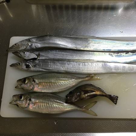 太刀魚☆中アジ