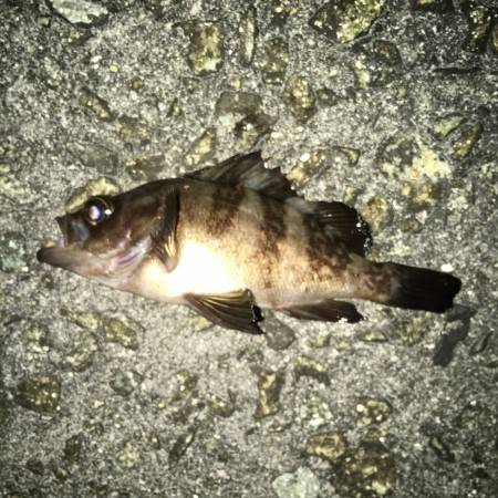 なかなかの外道です。