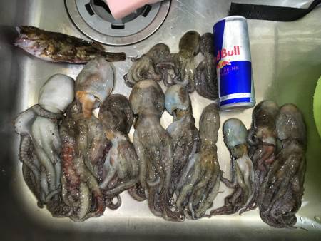 タコ、いいサイズまだまだいそう(^_^)