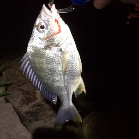 newタックル入魂のはずが…