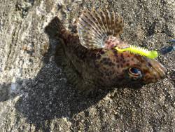 暇つぶしに穴釣り