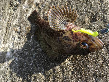 暇つぶしに穴釣り