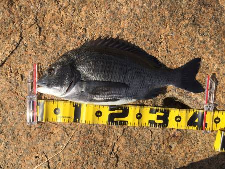 デイフィッシング