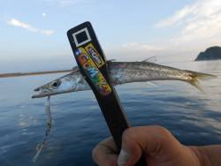 カマス祭り〜*\\(^o^)/*