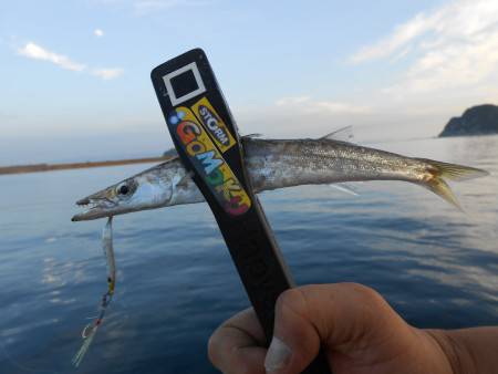 カマス祭り〜*\\(^o^)/*