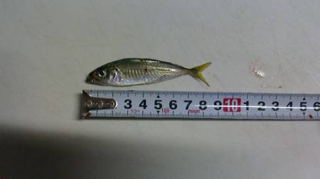 ポーアイ北公園にて釣行