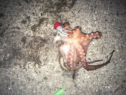 夜な夜なタコ釣り